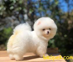 3 Aylık Safkan POMERANİAN BOO YAVRUMUZ 5