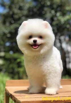 3 Aylık Safkan POMERANİAN BOO YAVRUMUZ 1