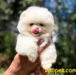 3 Aylık Safkan POMERANİAN BOO YAVRUMUZ 3