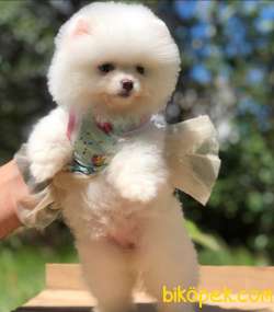 3 Aylık Safkan POMERANİAN BOO YAVRUMUZ 4