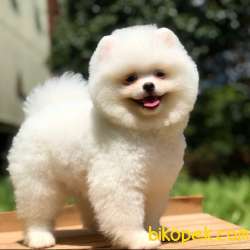 3 Aylık Safkan POMERANİAN BOO YAVRUMUZ 2