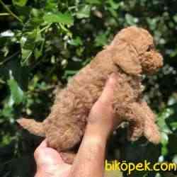 3 Aylık Safkan Red ToyPoodle Bebeklerim 2