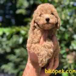 3 Aylık Safkan Red ToyPoodle Bebeklerim 3