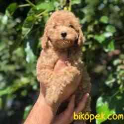 3 Aylık Safkan Red ToyPoodle Bebeklerim 1