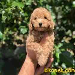 3 Aylık Safkan Red ToyPoodle Bebeklerim 4