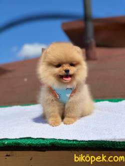 3 Aylık Teddy Bear Pomeranian Kızım “DİAMOND” 1
