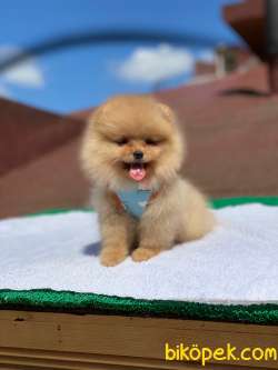 3 Aylık Teddy Bear Pomeranian Kızım “DİAMOND” 3