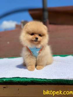 3 Aylık Teddy Bear Pomeranian Kızım “DİAMOND” 2