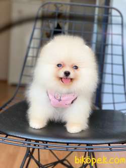 3 Aylık Teddy Bear Pomeranian Kızım “GİGİ” 1