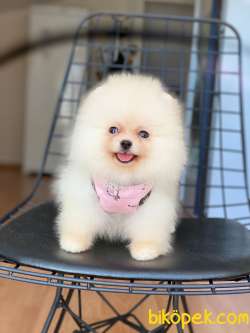 3 Aylık Teddy Bear Pomeranian Kızım “GİGİ” 3