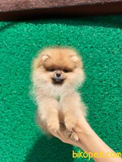 3 Aylık Teddy Bear Pomeranian Kızım “MOLLY” 3