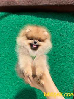 3 Aylık Teddy Bear Pomeranian Kızım “MOLLY” 2