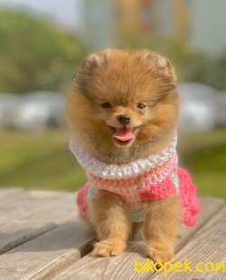 3 Aylık Teddy Bear Pomeranian Kızım “VİCTORİA” 1