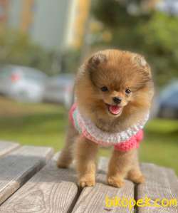 3 Aylık Teddy Bear Pomeranian Kızım “VİCTORİA” 3