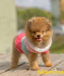 3 Aylık Teddy Bear Pomeranian Kızım “VİCTORİA” 2