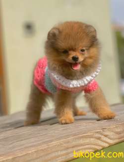 3 Aylık Teddy Bear Pomeranian Kızım “VİCTORİA” 4