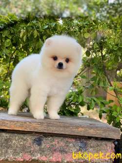3 Aylık Teddy Bear Pomeranian Oğlum “BARNİE” 4