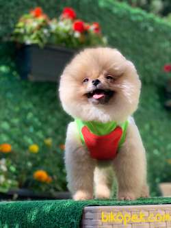 3 Aylık Teddy Bear Pomeranian Oğlum “BENJİ” 3