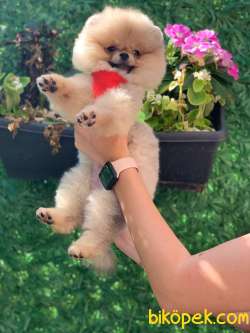 3 Aylık Teddy Bear Pomeranian Oğlum “BENJİ” 1