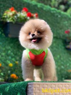 3 Aylık Teddy Bear Pomeranian Oğlum “BENJİ” 2