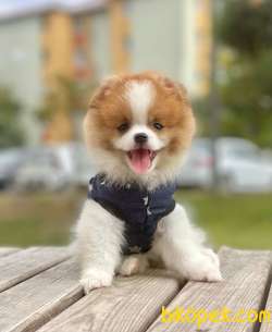 3 Aylık Teddy Bear Pomeranian Oğlum “DEXTER” 2