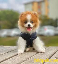 3 Aylık Teddy Bear Pomeranian Oğlum “DEXTER” 3