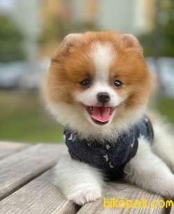 3 Aylık Teddy Bear Pomeranian Oğlum “DEXTER” 1