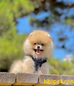 3 Aylık Teddy Bear Pomeranian Oğlum “GİZMO” 3