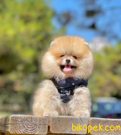 3 Aylık Teddy Bear Pomeranian Oğlum “GİZMO” 2