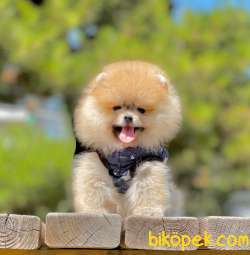 3 Aylık Teddy Bear Pomeranian Oğlum “GİZMO” 1
