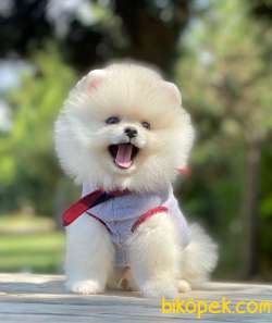 3 Aylık Teddy Bear Pomeranian Oğlum “HENRY” 3