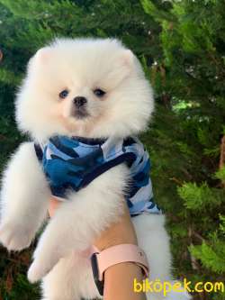 3 Aylık Teddy Bear Pomeranian Oğlum “ROMEO” 3