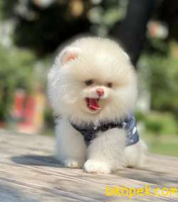 3 Aylık Teddy Bear Pomeranian Oğlum “RUDY” 3