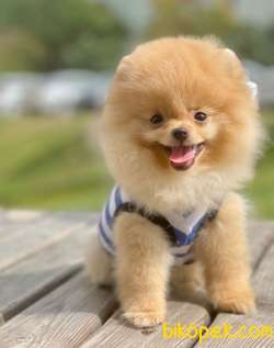 3 Aylık Teddy Bear Pomeranian Oğlum “STORM” 3