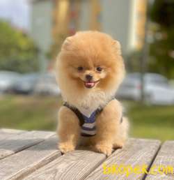3 Aylık Teddy Bear Pomeranian Oğlum “STORM” 4