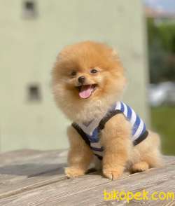 3 Aylık Teddy Bear Pomeranian Oğlum “STORM” 1