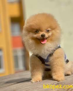 3 Aylık Teddy Bear Pomeranian Oğlum “STORM” 2