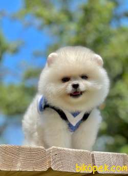 3 Aylık Teddy Bear Pomeranian Oğlum “WHİTE” 4