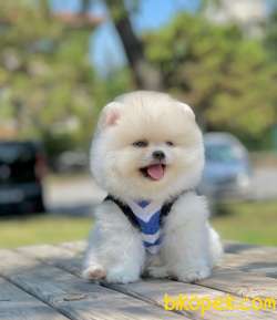 3 Aylık Teddy Bear Pomeranian Oğlum “WHİTE” 1