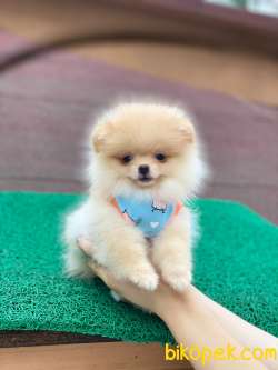 3 Aylık Teddy Bear Pomeranian Oğlum “WHİTE” 3