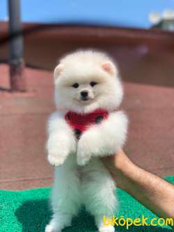 3 Aylık Teddy Bear Pomeranian Oğlumuz “TYSON” 3