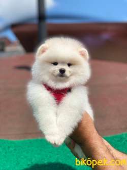 3 Aylık Teddy Bear Pomeranian Oğlumuz “TYSON” 1