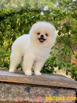 3 Aylık Teddy Bear Pomeranian Yavrularımız Gelmiştir 4