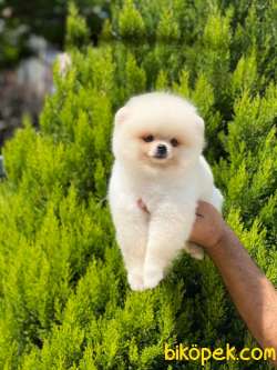 3 Aylık Teddy Bear Pomeranian Yavrularımız Gelmiştir 2