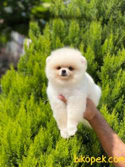 3 Aylık Teddy Bear Pomeranian Yavrularımız Gelmiştir 5