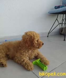 3 Aylik Toy Poodle 3