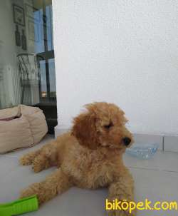 3 Aylik Toy Poodle 1