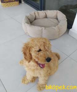 3 Aylik Toy Poodle 2