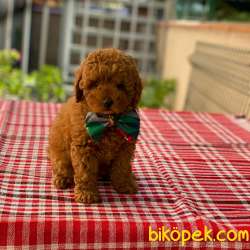 3 Aylık Toy Poodle Bebekler 3