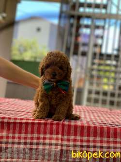 3 Aylık Toy Poodle Bebekler 2